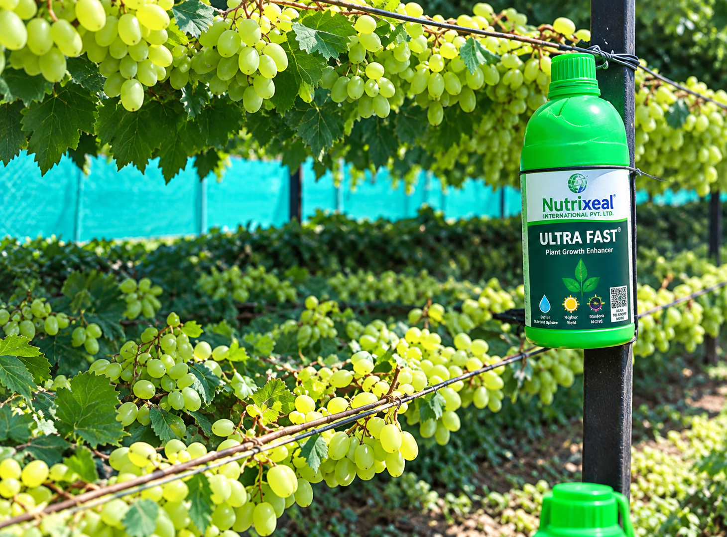 Grape vineyard under a Nutrixeal nutrition schedule